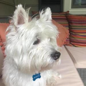 Meet your Posher, Tracy